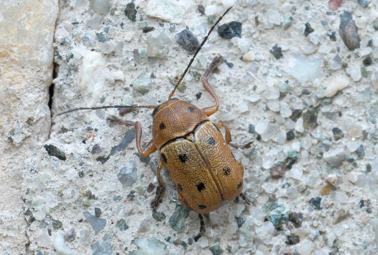 Cryptocephalus octomaculatus